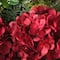 30" Warm White LED Decorated Vienna Waltz Wreath
